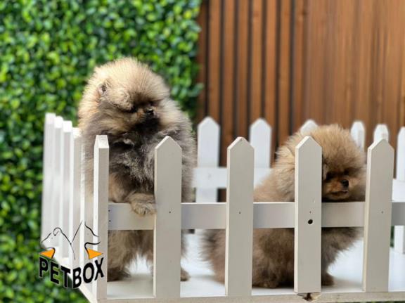 فروش توله های پامرانین