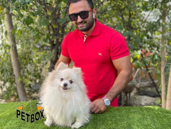 فروش پامرانین بالغ