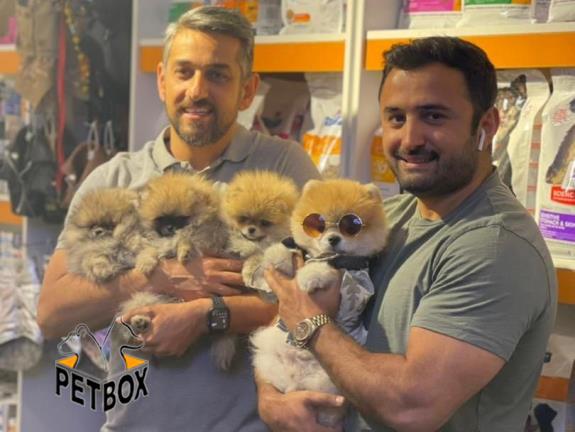 فروش توله های پامرانین
