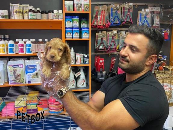 فروش توله ی کوکراسپانیل 
