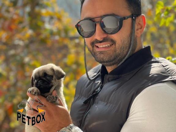 فروش توله ی پاگ