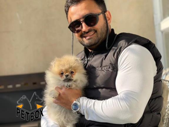 فروش توله ی پامرانین