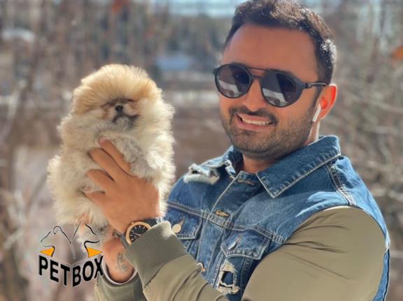 فروش توله ی پامرانین رنگ پرتقالی وارداتی