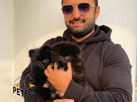 فروش توله ی پامرانین رنگ مشکی کد 1