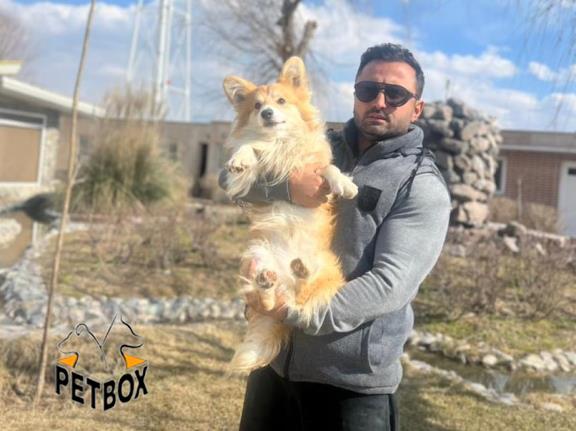 فروش ولش کورگی بالغ