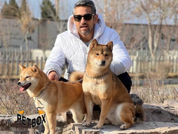 فروش شیبااینو کد 2