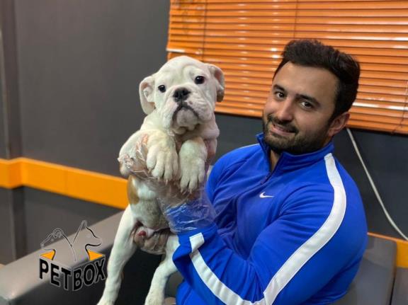 فروش توله ی انگلیش بولداگ - انگلیش بولداگ