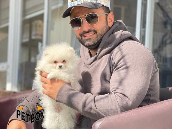 فروش پامرانین کد 11