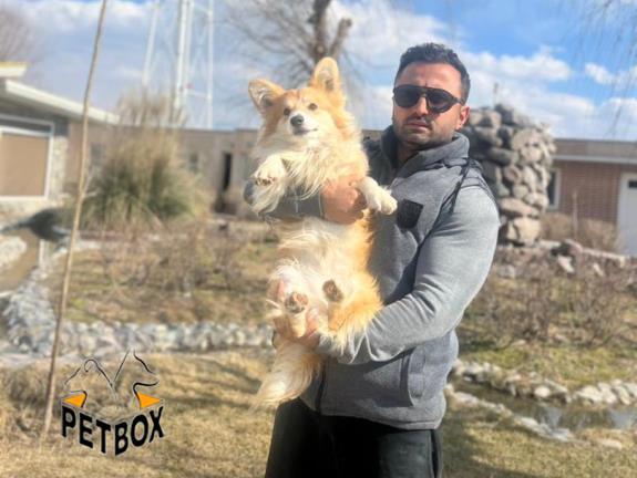 فروش ولشکورگی بالغ  - سگ ولش کرگی