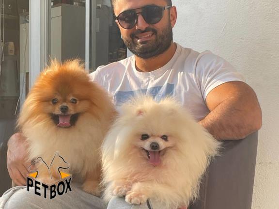 فروش توله ی پامرانین بو فیس  وارداتی  