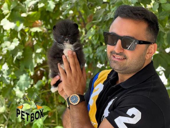  فروش توله های پامرانین صورت عروسکی