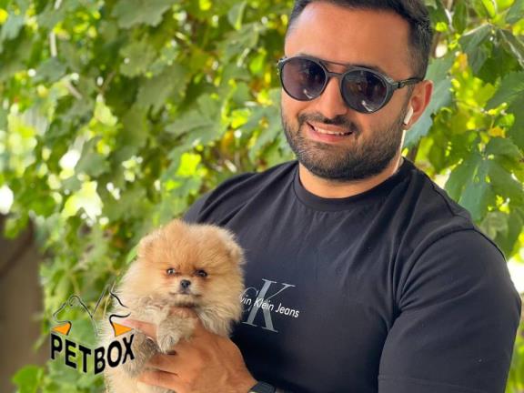  فروش توله های پامرانین صورت عروسکی