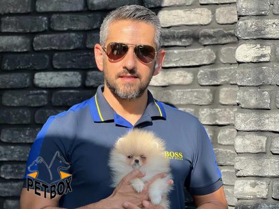 فروش توله های صورت خرسی پامرانین کد 11