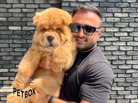 فروش توله های چاوچاو کد4 - فروش سگ چاوچاو