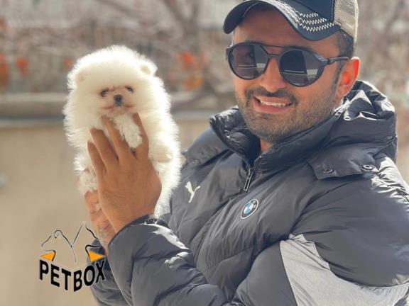 فروش توله ی پامرانین بو فیس رنگ سفید