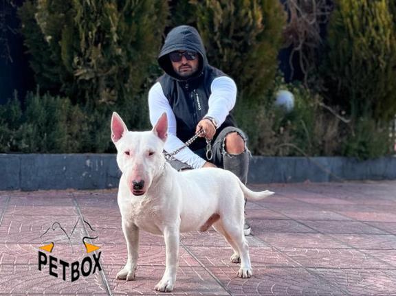 فروش بول تریر - بول تریر