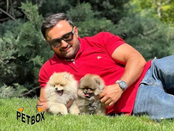 فروش توله های پامرانین تیکاپ سایز