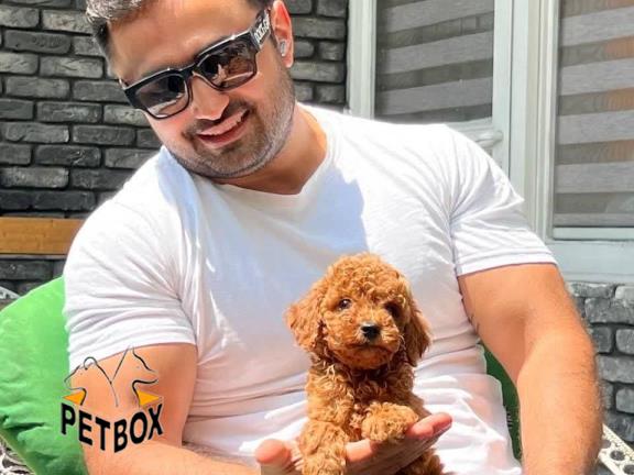 فروش توله های توی پودل - سگ نژاد پودل