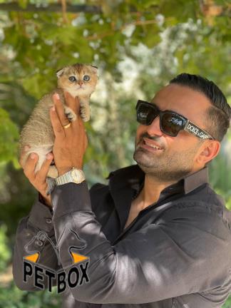 فروش توله گربه اسکاتیش فولد