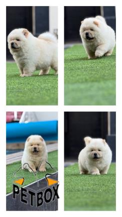 فروش توله چاوچاو