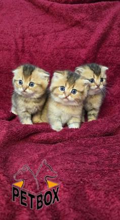 فروش گربه برینیش