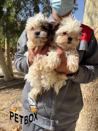 فروش سگ شیتزو