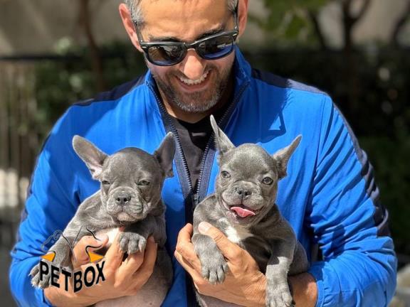 فروش توله ی فرنچ بولداگ