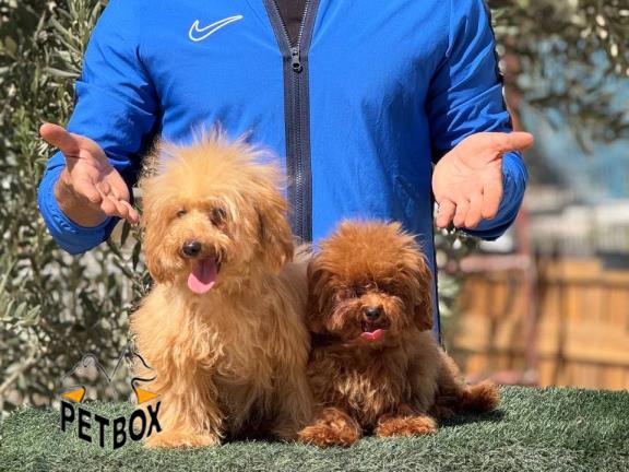 فروش توله پودل