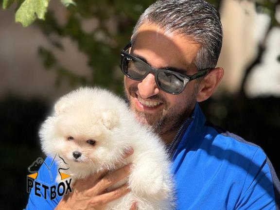 فروش توله پامرانین