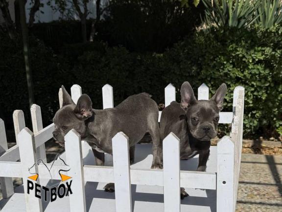 فروش توله فرنچ بولداگ