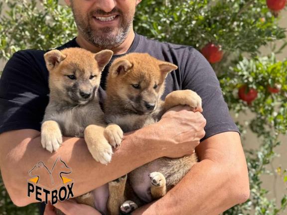 فروش توله شیباایو